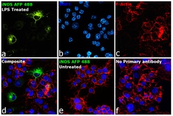 Invitrogen iNOS Recombinant Rat Monoclonal Antibody (CXNFT), Alexa Fluor Plus 488, Invitrogen 50 &mu;L | Buy Online | Invitrogen&trade; | Fisher Scientific
