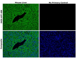 Invitrogen iNOS Recombinant Rat Monoclonal Antibody (CXNFT), Alexa Fluor Plus 488, Invitrogen 50 &mu;L | Buy Online | Invitrogen&trade; | Fisher Scientific