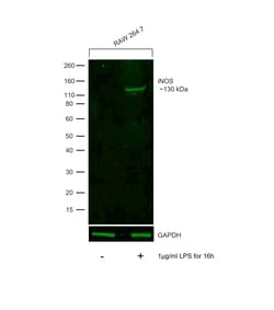 Invitrogen iNOS Recombinant Rat Monoclonal Antibody (CXNFT), Alexa Fluor Plus 488, Invitrogen 50 &mu;L | Buy Online | Invitrogen&trade; | Fisher Scientific