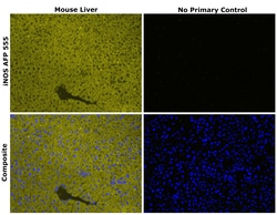 Invitrogen iNOS Recombinant Rat Monoclonal Antibody (CXNFT), Alexa Fluor Plus 555, Invitrogen 50 &mu;L | Buy Online | Invitrogen&trade; | Fisher Scientific