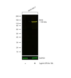 iNOS Recombinant Rat Monoclonal Antibody (CXNFT), Alexa Fluor&trade; Plus 555, Invitrogen&trade;