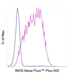 Invitrogen iNOS Recombinant Rat Monoclonal Antibody (CXNFT), Alexa Fluor Plus 555, Invitrogen 50 &mu;L | Buy Online | Invitrogen&trade; | Fisher Scientific