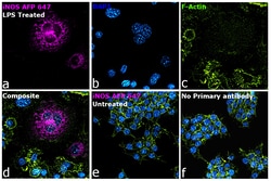 iNOS Recombinant Rat Monoclonal Antibody (CXNFT), Alexa Fluor&trade; Plus 647, Invitrogen&trade;