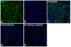 Invitrogen CD4 Recombinant Rat Monoclonal Antibody (4SM95) 100 &mu;L; Unconjugated:Antibodies,