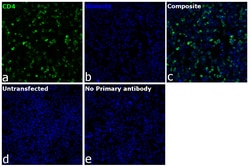 Invitrogen&trade;&nbsp;CD4 Recombinant Rat Monoclonal Antibody (4SM95), Alexa Fluor&trade; Plus 488