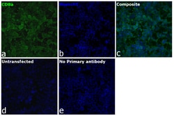 Invitrogen&trade;&nbsp;CD8a Recombinant Rat Monoclonal Antibody (4SM16)