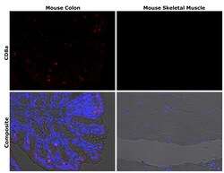 Invitrogen CD8a Recombinant Rat Monoclonal Antibody (4SM16) 100 &mu;L | Buy Online | Invitrogen&trade; | Fisher Scientific