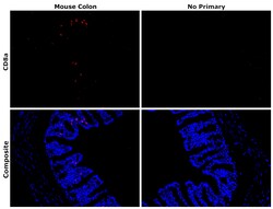 Invitrogen CD8a Recombinant Rat Monoclonal Antibody (4SM16) 100 &mu;L | Buy Online | Invitrogen&trade; | Fisher Scientific