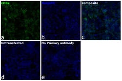 Invitrogen CD8a Recombinant Rat Monoclonal Antibody (4SM16), Alexa Fluor