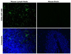 Invitrogen CD8a Recombinant Rat Monoclonal Antibody (4SM16), Alexa Fluor