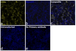 Invitrogen CD8a Recombinant Rat Monoclonal Antibody (4SM16), Alexa Fluor