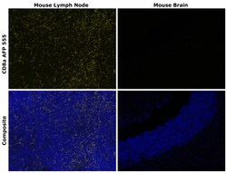 Invitrogen CD8a Recombinant Rat Monoclonal Antibody (4SM16), Alexa Fluor