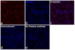 Invitrogen CD8a Recombinant Rat Monoclonal Antibody (4SM16), Alexa Fluor Plus 647 50 &mu;L | Buy Online | Invitrogen&trade; | Fisher Scientific
