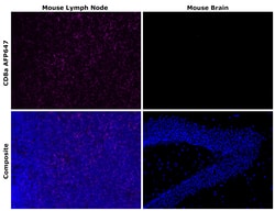 Invitrogen CD8a Recombinant Rat Monoclonal Antibody (4SM16), Alexa Fluor Plus 647 50 &mu;L | Buy Online | Invitrogen&trade; | Fisher Scientific