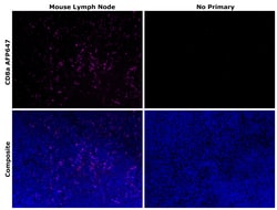Invitrogen CD8a Recombinant Rat Monoclonal Antibody (4SM16), Alexa Fluor Plus 647 50 &mu;L | Buy Online | Invitrogen&trade; | Fisher Scientific