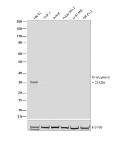 Invitrogen&trade;&nbsp;Granzyme B Recombinant Rat Monoclonal Antibody (NGZB)