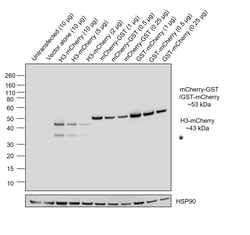 Invitrogen mCherry Chimeric Recombinant Mouse Monoclonal Antibody (16D7) 100 &mu;L | Buy Online | Invitrogen&trade; | Fisher Scientific