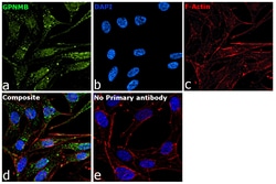 Invitrogen&trade;&nbsp;GPNMB Recombinant Mouse Monoclonal Antibody (HOST5DS)
