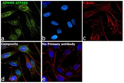 Invitrogen GPNMB Recombinant Mouse Monoclonal Antibody (HOST5DS), Alexa