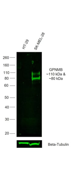 Invitrogen GPNMB Recombinant Mouse Monoclonal Antibody (HOST5DS), Alexa