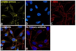 Invitrogen GPNMB Recombinant Mouse Monoclonal Antibody (HOST5DS), Alexa