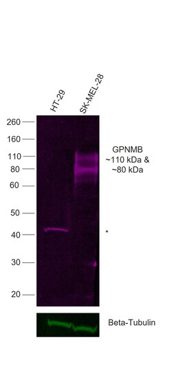 Invitrogen GPNMB Recombinant Mouse Monoclonal Antibody (HOST5DS), Alexa