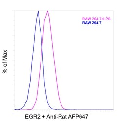 Invitrogen EGR2 Recombinant Rat Monoclonal Antibody (erongr2):Antibodies:Primary