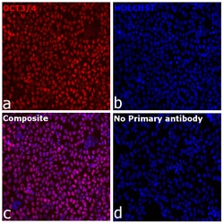 Invitrogen OCT3/4 Recombinant Rat Monoclonal Antibody (EM92) 20 &mu;L;