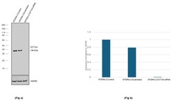 Invitrogen OCT3/4 Recombinant Rat Monoclonal Antibody (EM92):Antibodies:Primary