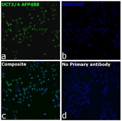 Invitrogen OCT3/4 Recombinant Rat Monoclonal Antibody (EM92), Alexa Fluor