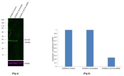 Invitrogen OCT3/4 Recombinant Rat Monoclonal Antibody (EM92), Alexa Fluor