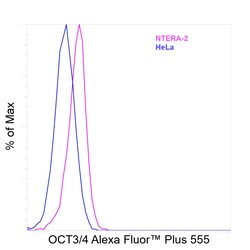 Invitrogen OCT3/4 Recombinant Rat Monoclonal Antibody (EM92), Alexa Fluor