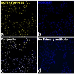 Invitrogen OCT3/4 Recombinant Rat Monoclonal Antibody (EM92), Alexa Fluor