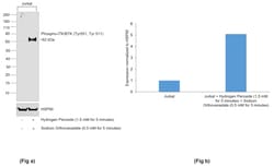 Invitrogen Phospho-BTK/ITK (Tyr551, Tyr511) Monoclonal Antibody (M4G3LN):Antibodies:Primary
