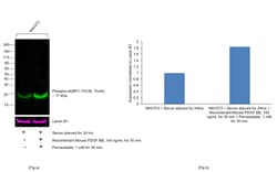Invitrogen&trade;&nbsp;Phospho-4EBP1 (Thr36, Thr45) Recombinant Mouse Monoclonal Antibody (V3NTY24), Alexa Fluor&trade; Plus 488