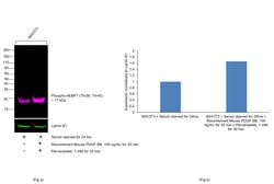 Invitrogen&trade;&nbsp;Phospho-4EBP1 (Thr36, Thr45) Recombinant Mouse Monoclonal Antibody (V3NTY24), Alexa Fluor&trade; Plus 647