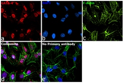 Invitrogen GATA4 Recombinant Rat Monoclonal Antibody (eBioEvan):Antibodies:Primary