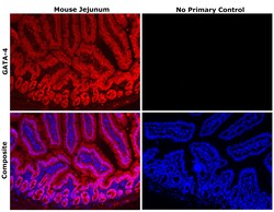 Invitrogen GATA4 Recombinant Rat Monoclonal Antibody (eBioEvan):Antibodies:Primary