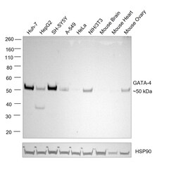 Invitrogen GATA4 Recombinant Rat Monoclonal Antibody (eBioEvan):Antibodies:Primary