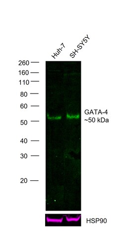 Invitrogen GATA4 Recombinant Rat Monoclonal Antibody (eBioEvan), Alexa