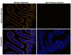 Invitrogen GATA4 Recombinant Rat Monoclonal Antibody (eBioEvan), Alexa