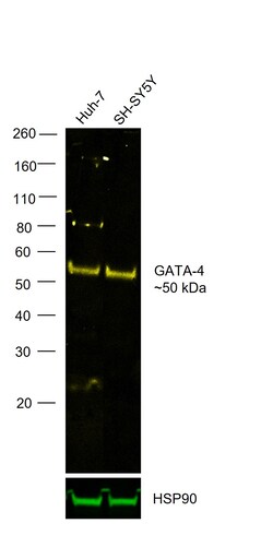 Invitrogen GATA4 Recombinant Rat Monoclonal Antibody (eBioEvan), Alexa