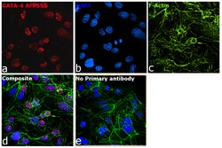 Invitrogen GATA4 Recombinant Rat Monoclonal Antibody (eBioEvan), Alexa