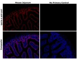 Invitrogen GATA4 Recombinant Rat Monoclonal Antibody (eBioEvan), Alexa