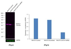 Invitrogen GATA4 Recombinant Rat Monoclonal Antibody (eBioEvan), Alexa