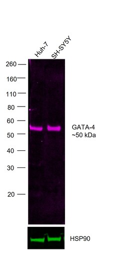 Invitrogen GATA4 Recombinant Rat Monoclonal Antibody (eBioEvan), Alexa