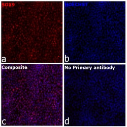 Invitrogen SOX9 Recombinant Mouse Monoclonal Antibody (GMPR9):Antibodies:Primary