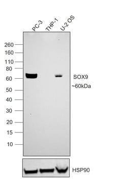 Invitrogen SOX9 Recombinant Mouse Monoclonal Antibody (GMPR9) 100 &mu;L;