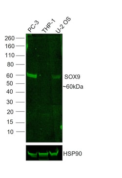 Invitrogen SOX9 Recombinant Mouse Monoclonal Antibody (GMPR9), Alexa Fluor