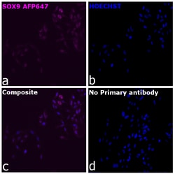 Invitrogen SOX9 Recombinant Mouse Monoclonal Antibody (GMPR9), Alexa Fluor